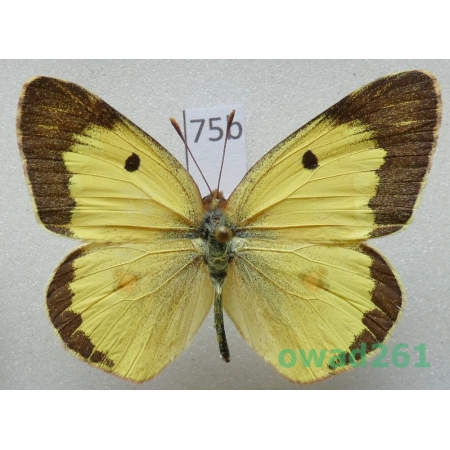 Colias erate (Esper, 1805) male Uzbekistan75b